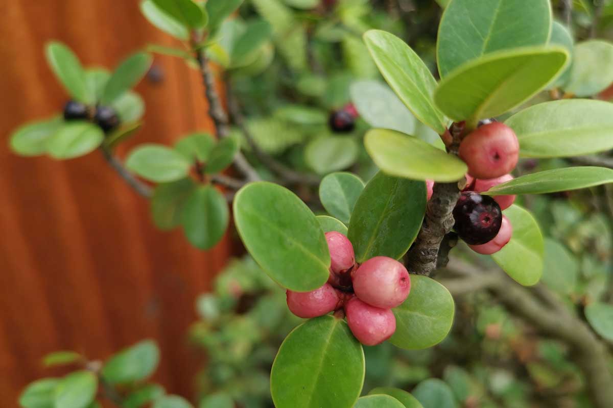 A horizontal closeup shot of small red berry-like fruits on a ginseng ficus plant. The green foliage can be seen in the background of the shot.