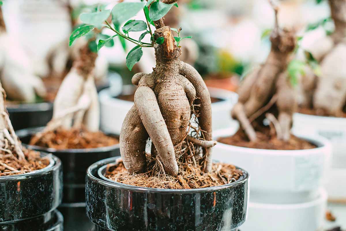 A horizontal photo of a ginseng ficus plant growing in a pot. The foreground is focused on the trunk of the plant while other bonsai plants in pots can be seen out of focus in the background.