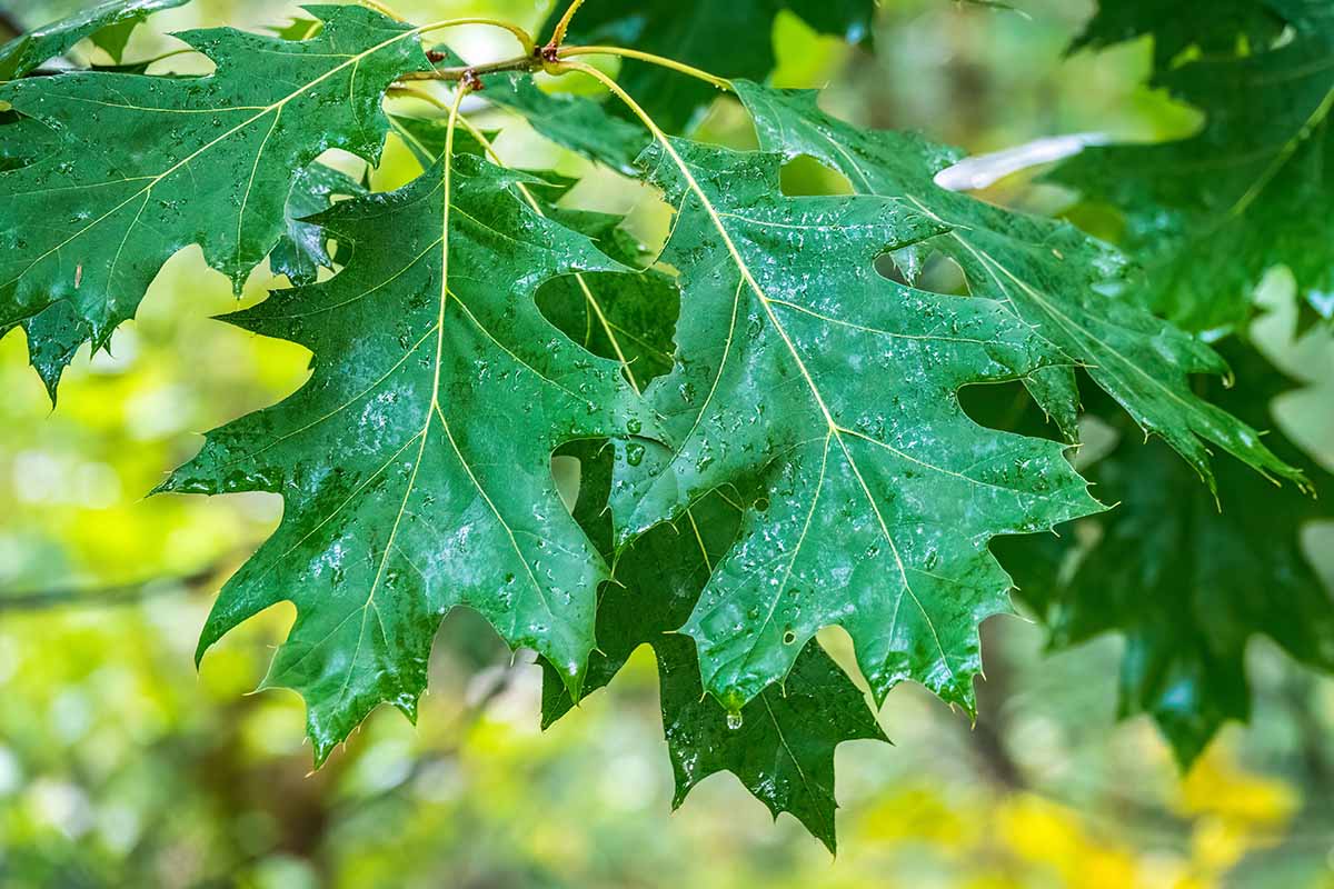 A close up horizontal image of the green leaves of a northern red oak pictured on a soft focus background.