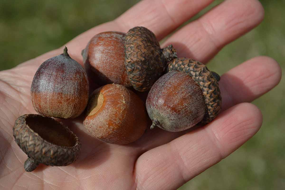 A close up horizontal image of an open palm holding four acorns.