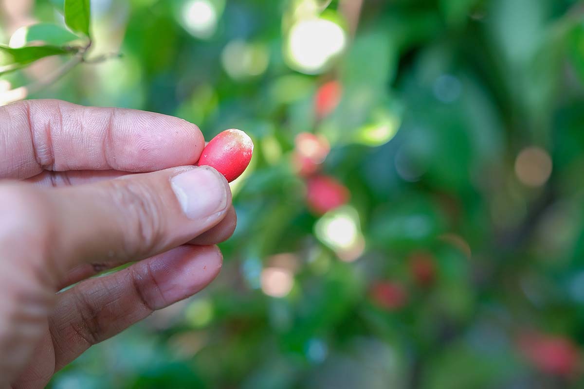 A close up horizontal image of a hand from the left of the frame holding up a red miracle berry pictured on a soft focus background.