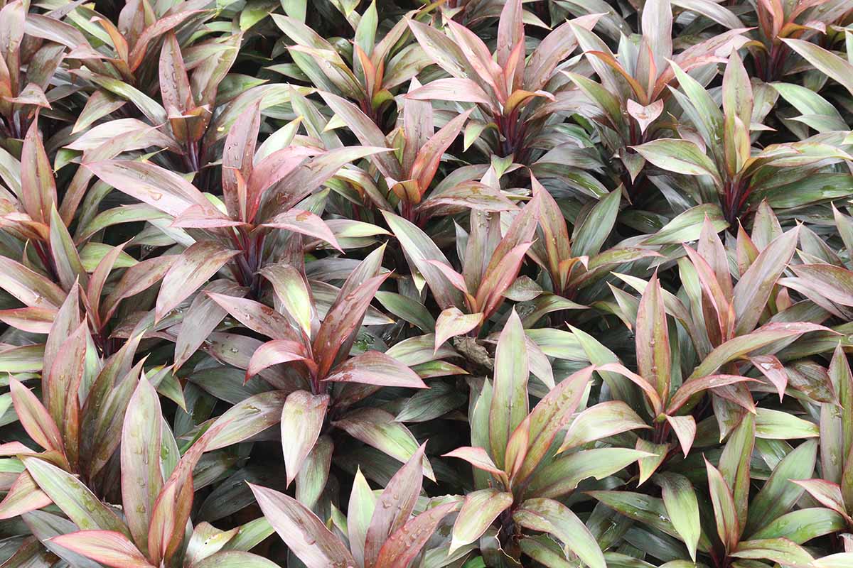 A horizontal image of a multitude of green- and rusty-leaved Hawaiian ti plants growing adjacent to each other.