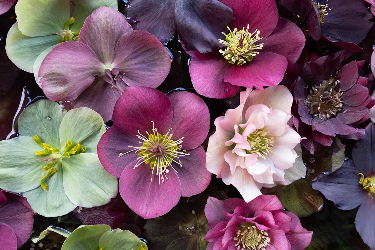 A close up horizontal image of different types of hellebores floating on the surface of water.
