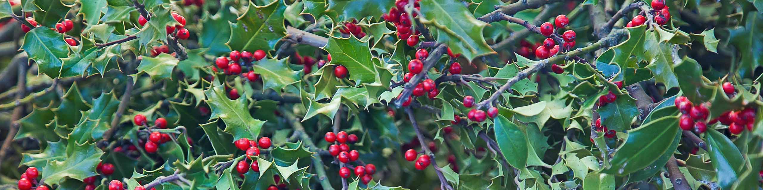 English holly leaves with red berries growing on live bush.