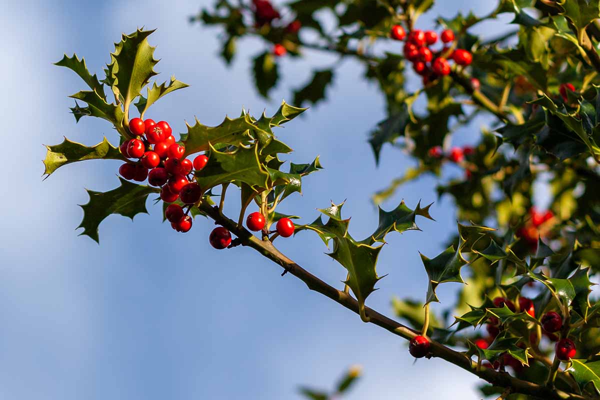 A horizontal image of the branch of a large holly tree pictured in bright sunshine on a blue sky background.