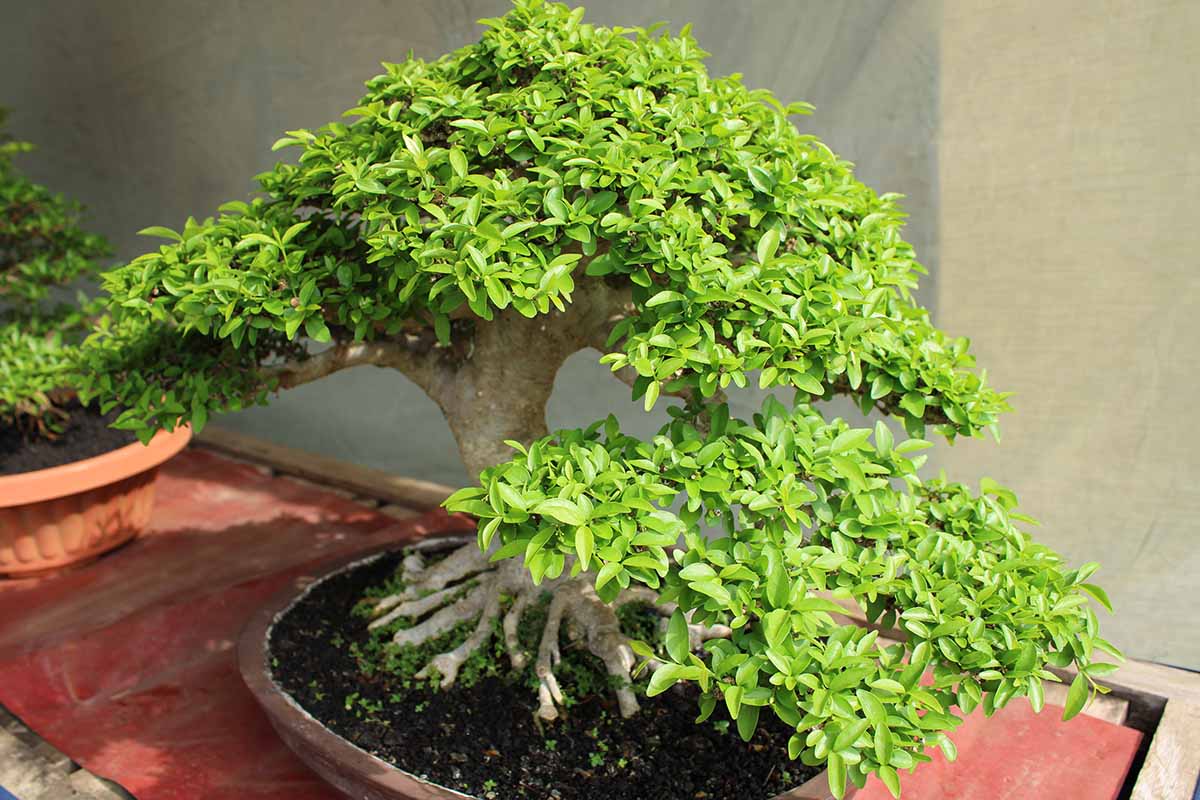A close up horizontal image of Japanese holly trained as a bonsai specimen.