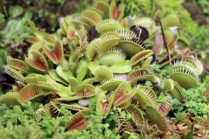A close up horizontal image of a Venus flytrap plant growing wild outdoors.