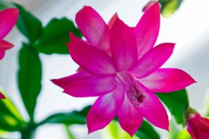 A horizontal shot of a Christmas cactus' pink flower growing indoors.