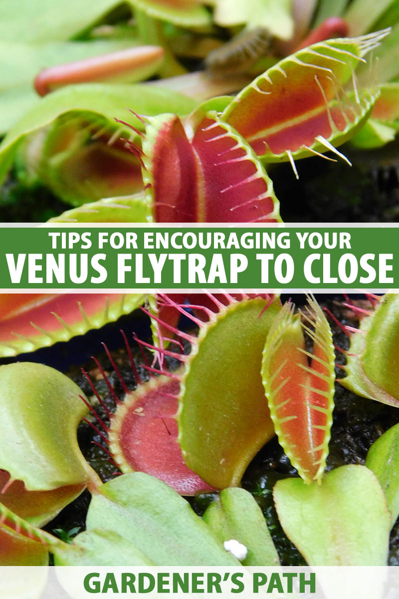 A close up vertical image of the unique carnivorous foliage of Venus flytrap plants. To the center and bottom of the frame is green and white printed text.
