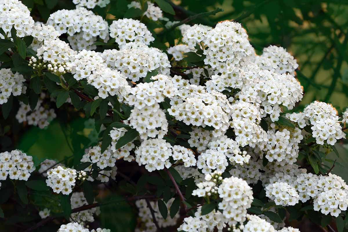 A close up horizontal image of bridalwreath spirea in full bloom pictured on a soft focus background.