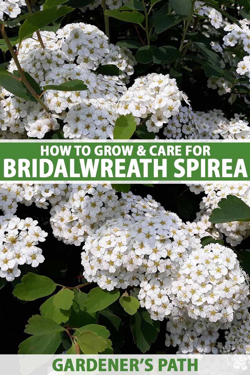 A close up vertical image of bridalwreath spirea flowers pictured in light sunshine. To the center and bottom of the frame is green and white printed text.