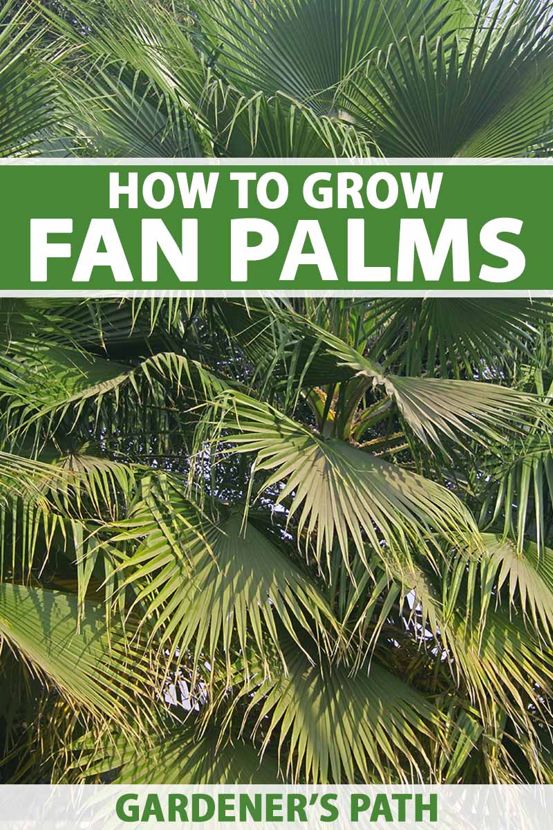 A close up vertical image of a large fan palm growing outdoors in the garden. To the top and bottom of the frame is green and white printed text.