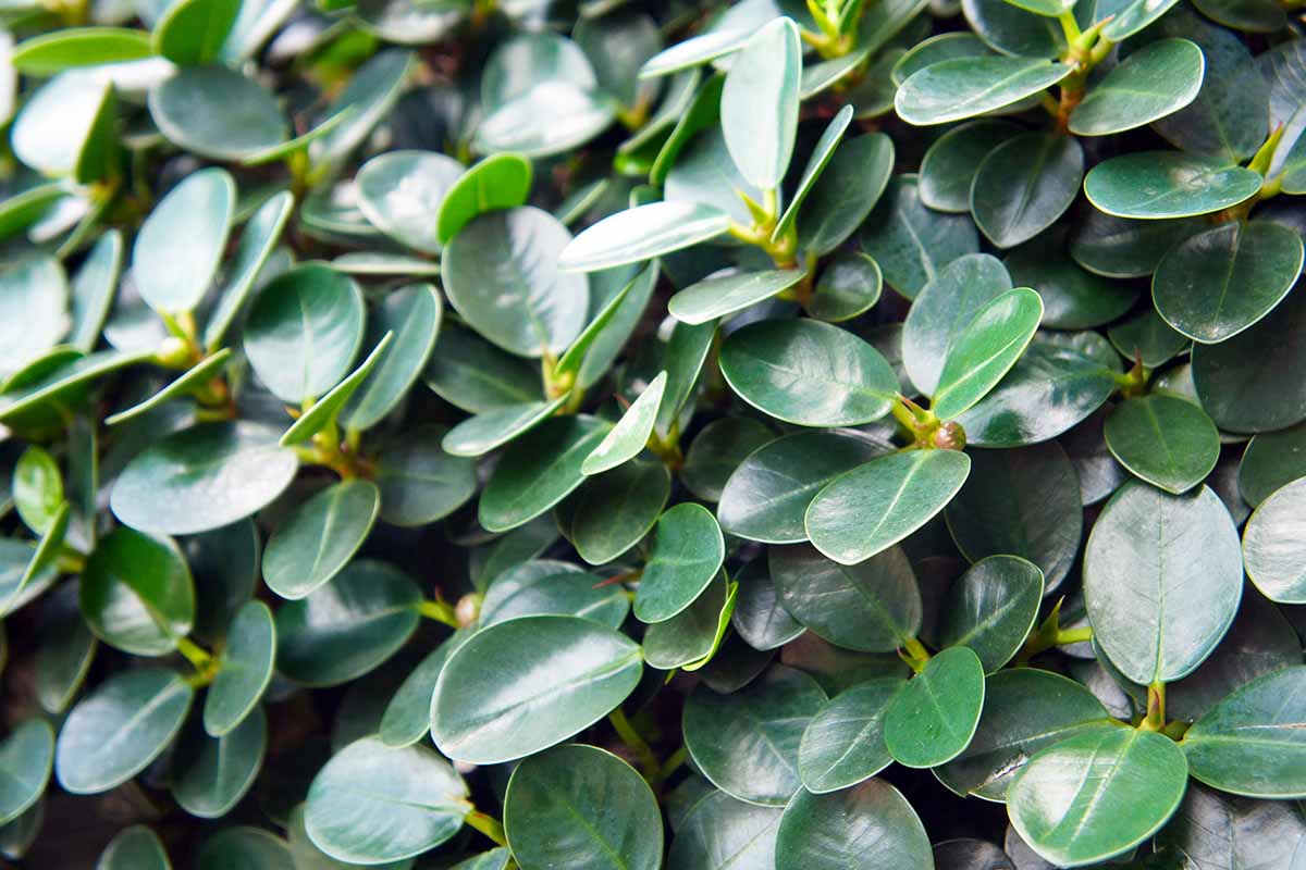 A horizontal close-up shot of dark green, glossy ginseng ficus leaves.