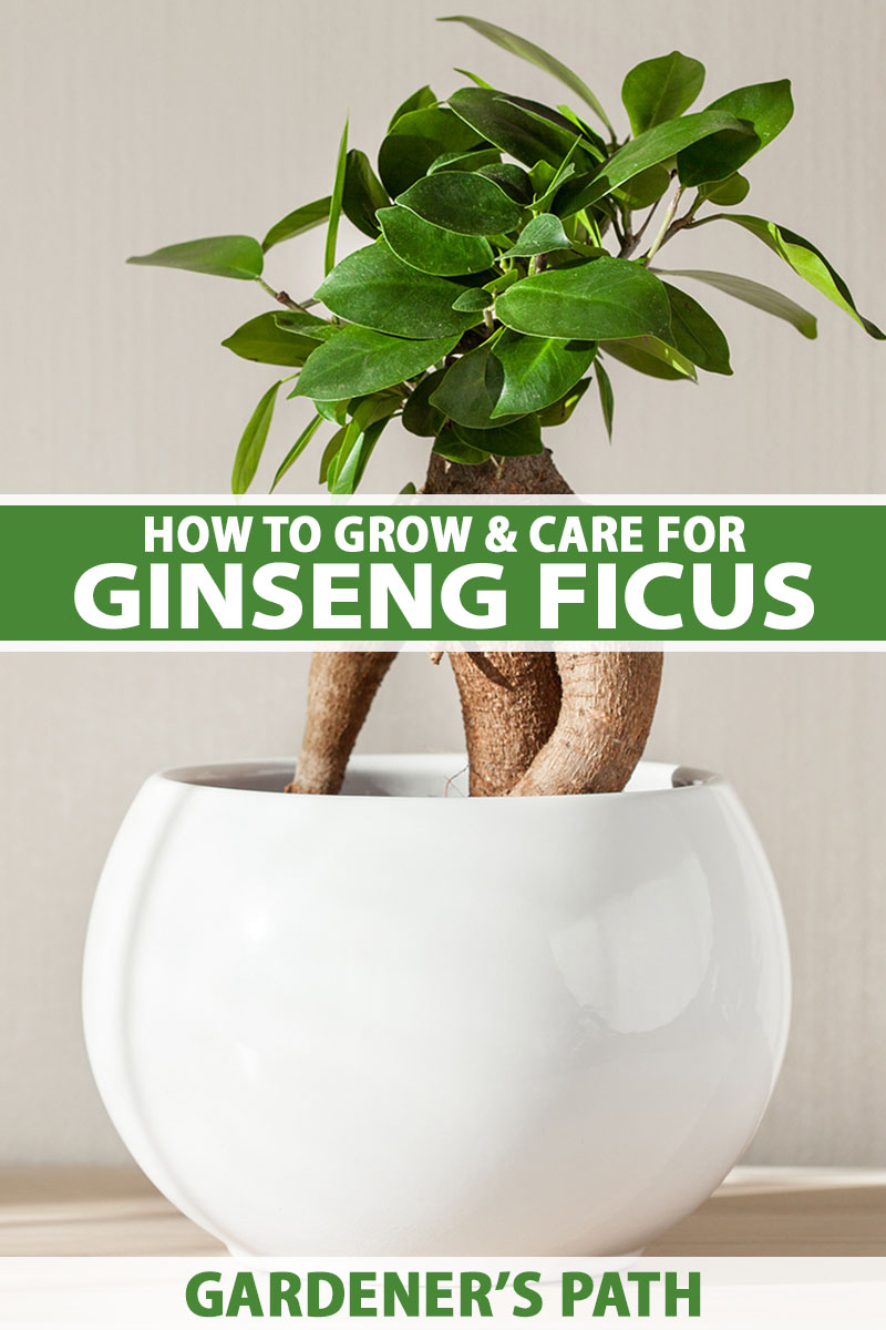 A vertical shot of a ginseng ficus plant in a glossy white pot. White and green text are centered across the photo and run along the bottom as well.