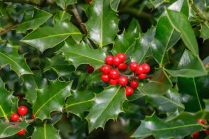 A close up horizontal image of the glossy green foliage and bright red berries of common or Christmas holly (Ilex aquifolium) growing in the garden.