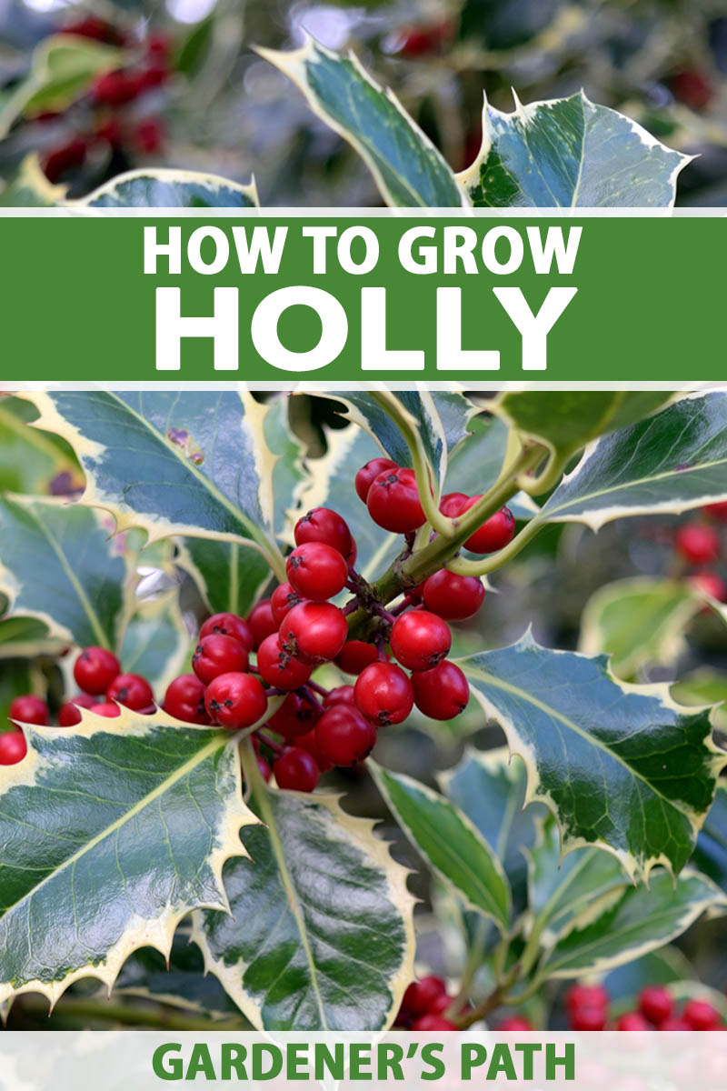 A close up vertical image of the variegated foliage and bright red berries of holly (Ilex) growing in the garden. To the top and bottom of the frame is green and white printed text.