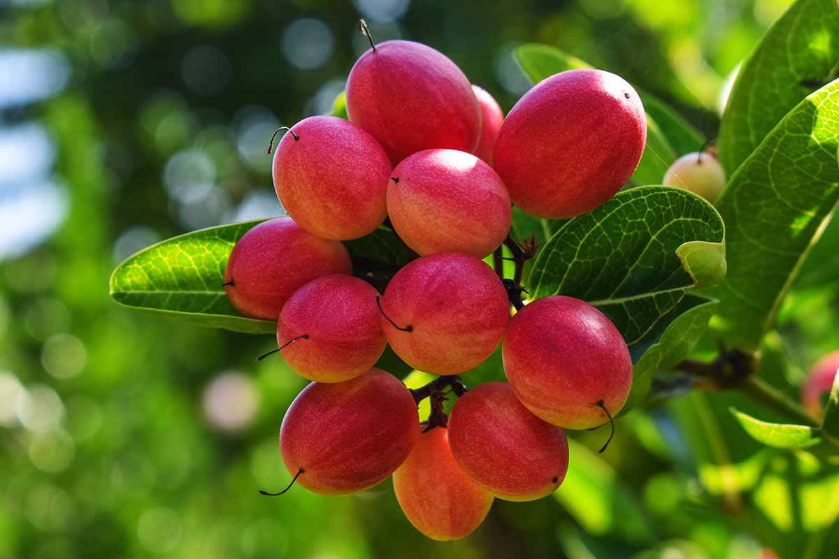 A close up horizontal image of a cluster of miracle fruit berries (Synsepalum dulcificum) growing in the garden pictured on a soft focus background.