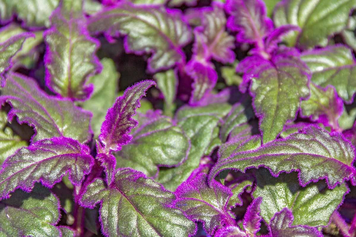 A horizontal close-up image of the green and purple leaves of a clump of Gynura aurantiaca aka purple passion plants.