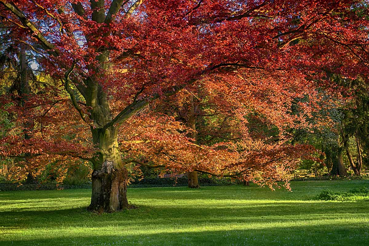 A horizontal image of a large, mature red oak tree (Quercus rubra) growing in a parklike setting.
