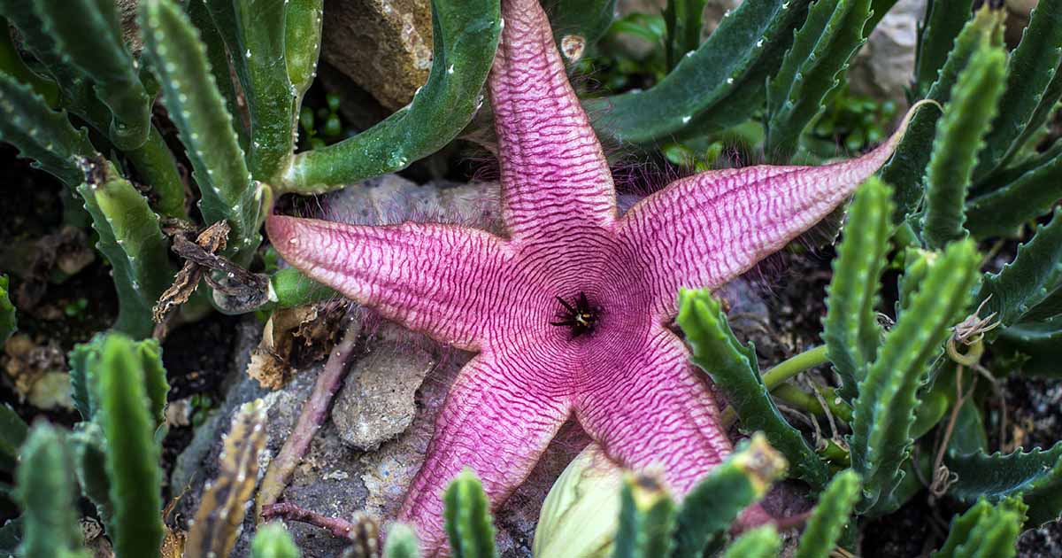 How to Grow Starfish Flower Cactus (Stapelia grandiflora)