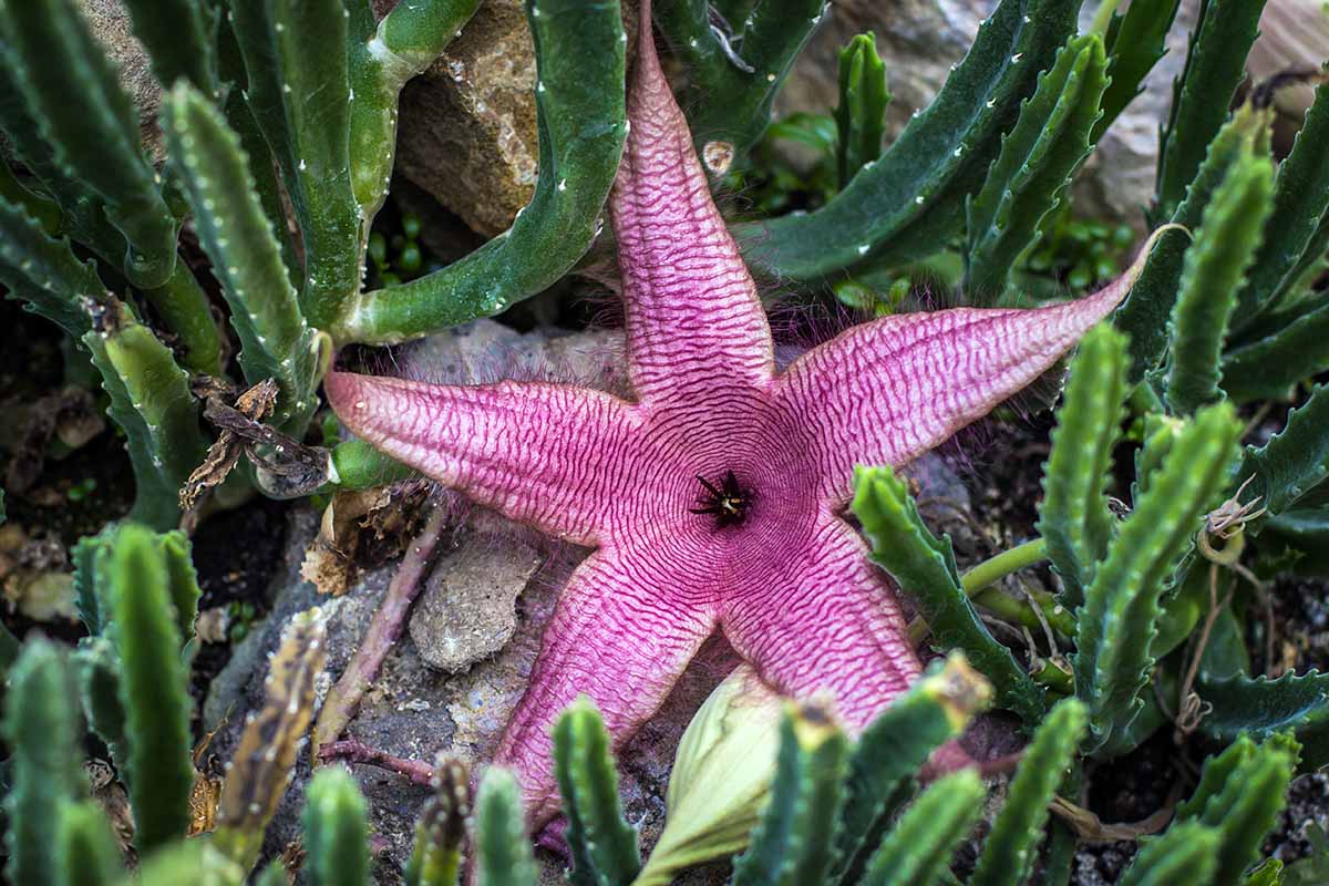 A close up horizontal image of a single purple starfish flower surrounded by succulent foliage.