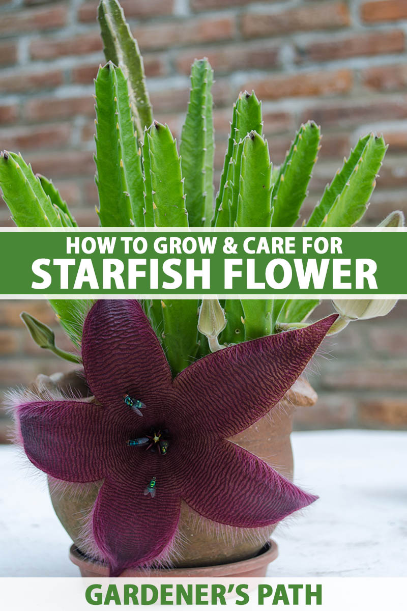 A close up vertical image of a potted starfish flower cactus growing indoors. To the center and bottom of the frame is green and white printed text.