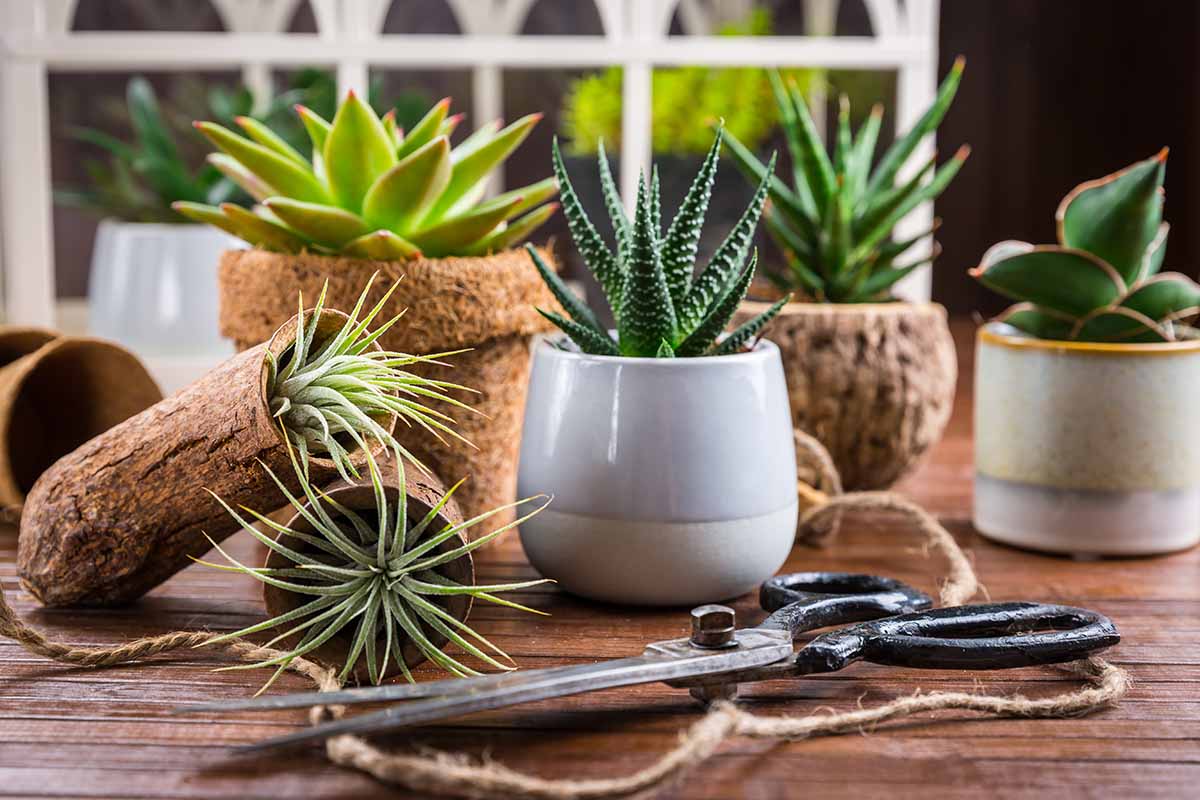 A close up horizontal image of a variety of different succulent plants growing in small pots set on a wooden surface indoors.