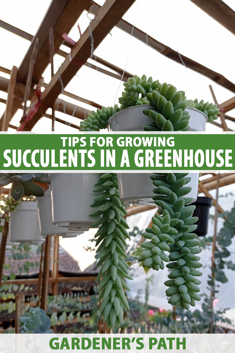 A vertical image of a donkey's tail trailing succulent in a hanging pot in a greenhouse with a variety of other types on the shelves below. To the center and bottom of the frame is green and white printed text.