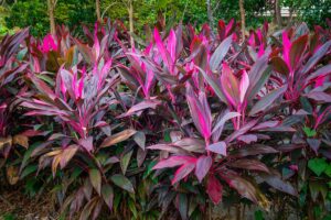 A horizontal shot of a colony of dark purple, pink, and green ti plants growing outdoors.