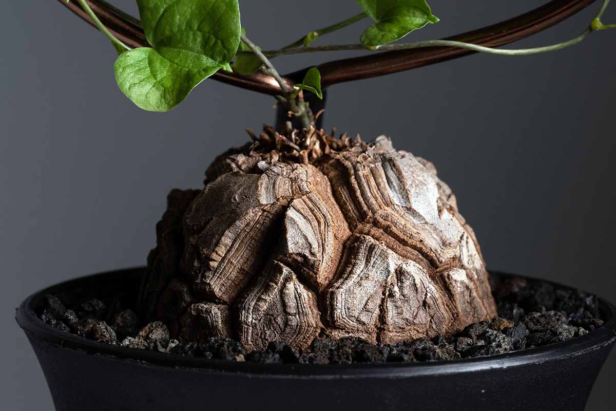 A horizontal shot of a Dioscorea elephantipes growing out of a black pot indoors, with its vines wrapped around a brown trellis.