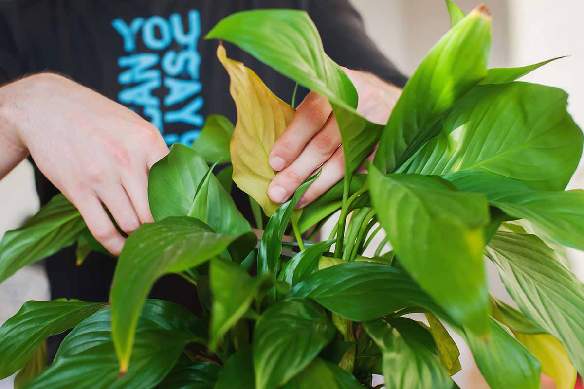 A close up horizontal image of a gardener pruning a peace lily (Spathiphyllum) houseplant.