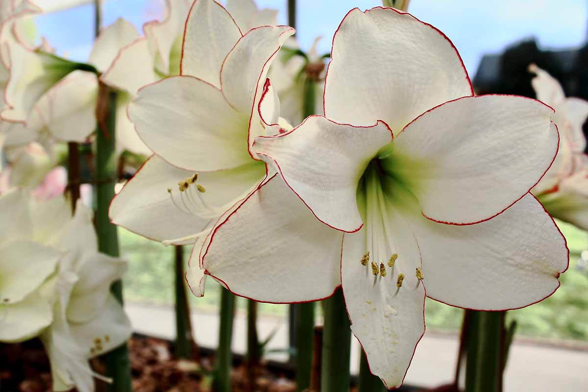 A horizontal close up of two white amaryllis blooms. Each petal is outlined in a deep red border.