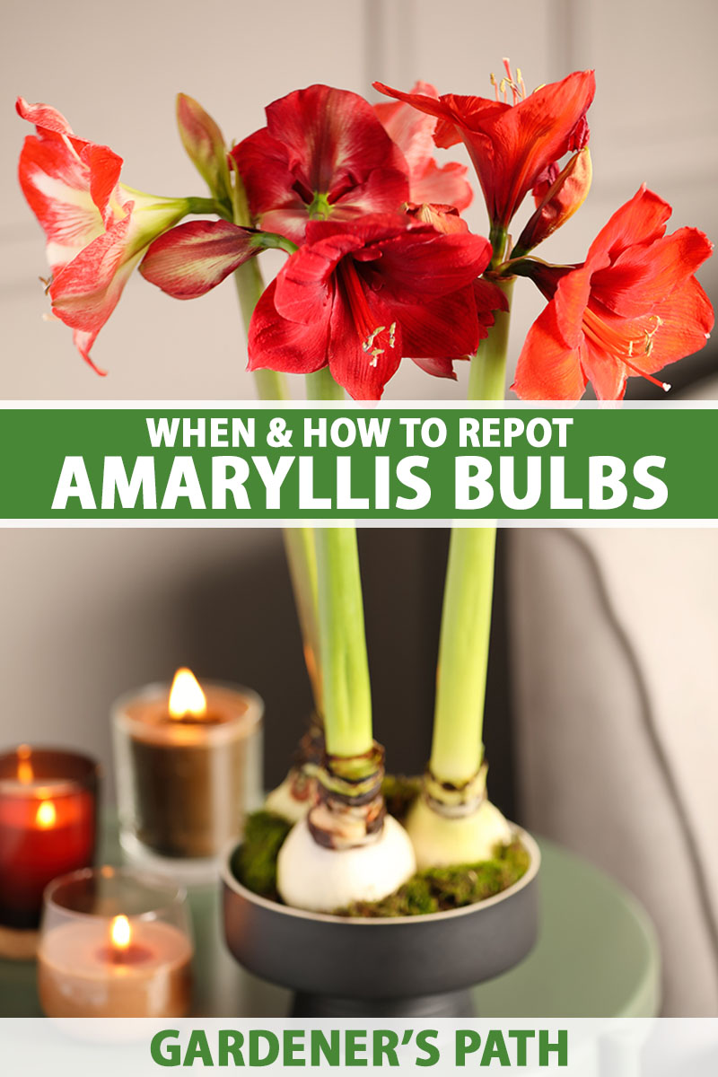 A vertical shot of a blooming amaryllis plant with three bulbs visible at the top of the pot. Beside the plant are two candles and green and white text is centered across and along the bottom of the photo.