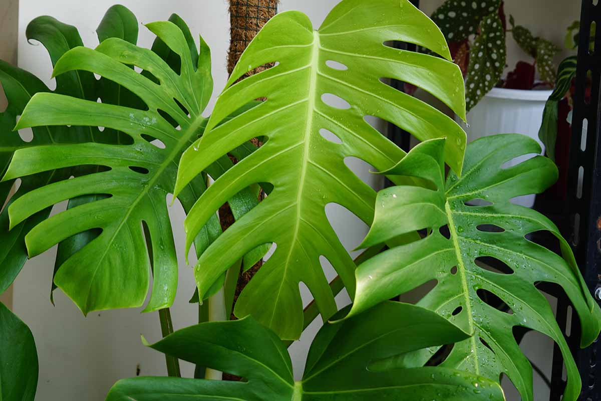 A close up horizontal image of a large Swiss cheese (monstera) plant growing in a pot indoors.
