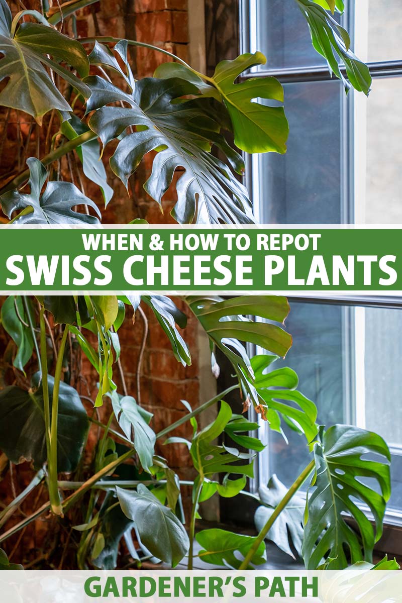 A close up vertical image of a large Swiss cheese plant growing indoors by a window. To the center and bottom of the frame is green and white printed text.