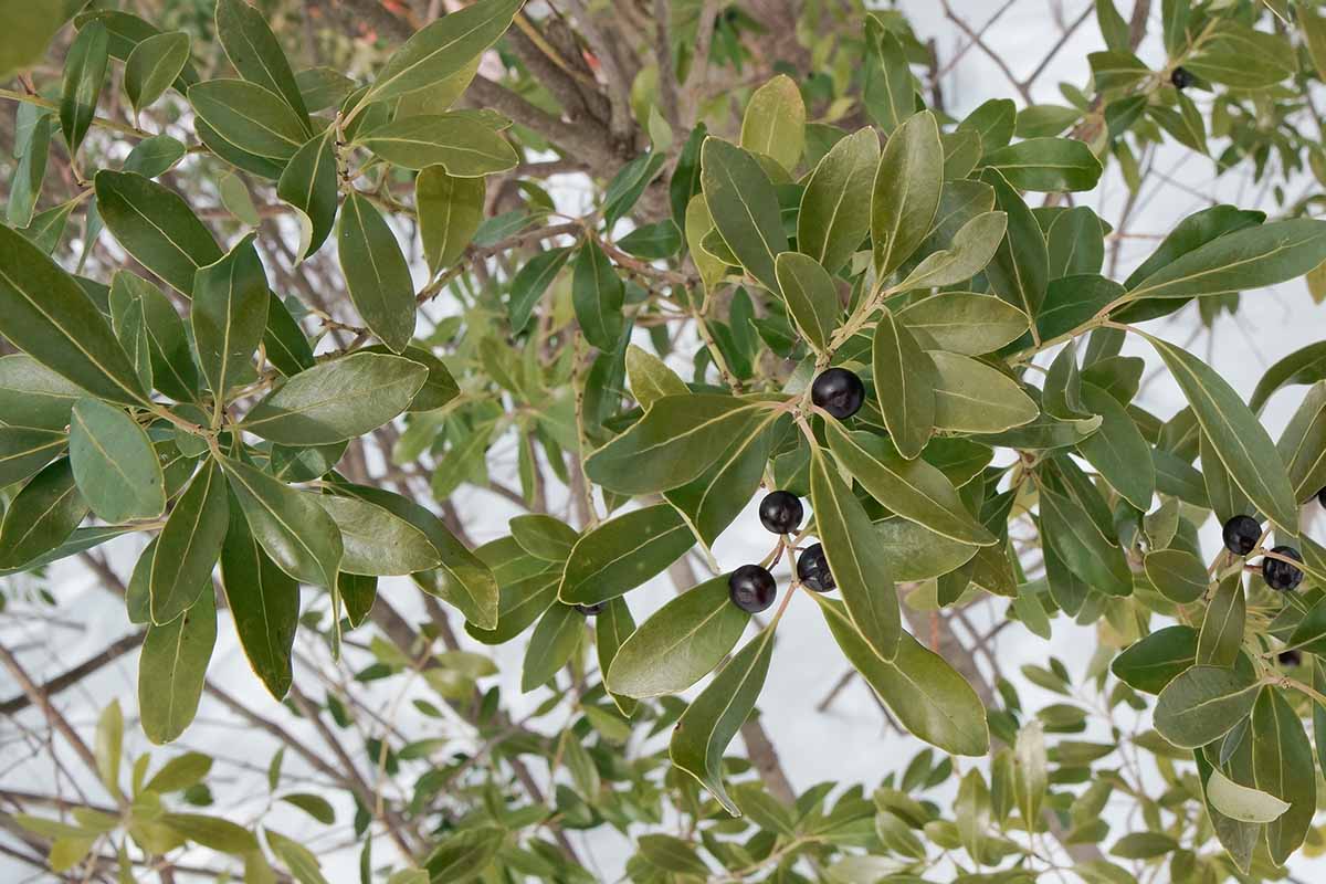 A close up of the foliage and dark drupes of Ilex glabra (inkberry) growing in the winter garden.