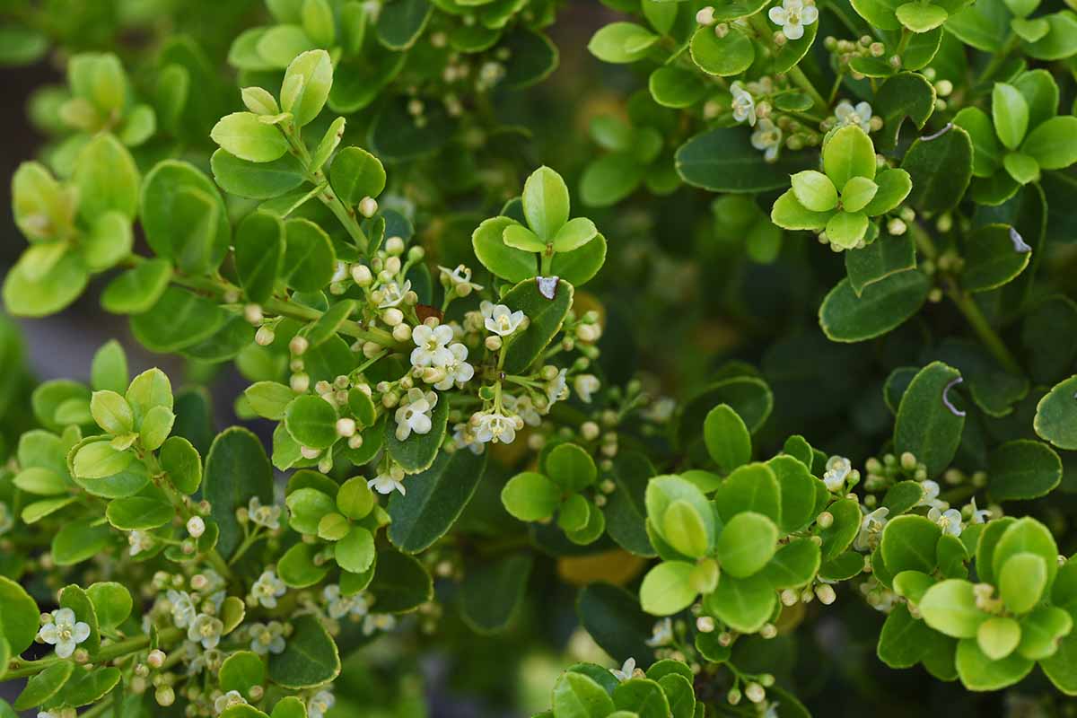A close up horizontal image of the flowers and foliage of Japanese holly growing in the garden pictured on a soft focus background.