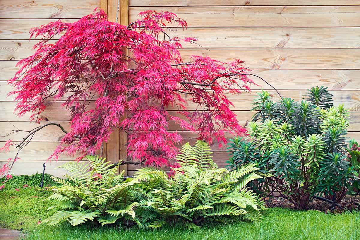 A horizontal image of a red Japanese maple tree growing by a wooden fence with ferns and euphorbia nearby.