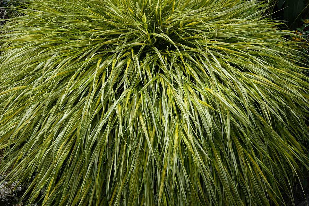A close up horizontal image of the foliage of a Japanese sedge plant.