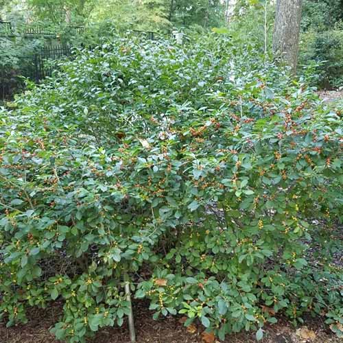 A square photo filled with a 'Jim Dandy' holly shrub with green foliage.