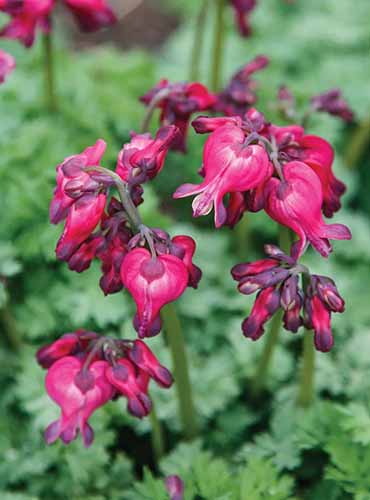 A close up of Dicentra 'King of Hearts' growing in the garden in full bloom.