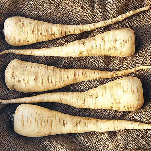 A square image of five 'Lancer' parsnips set on a burlap fabric.