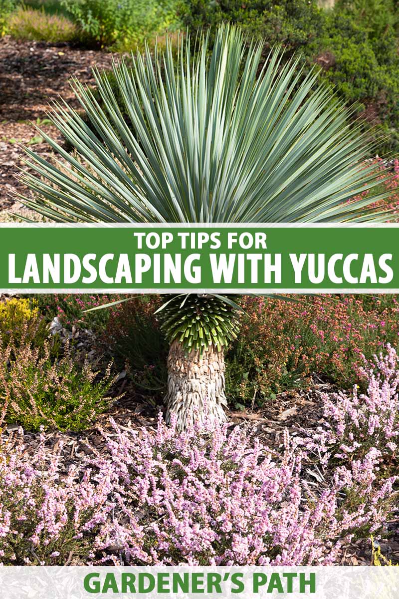 A close up vertical image of a large yucca plant growing in the landscape with pink ground cover flowers underneath it. To the center and bottom of the frame is green and white printed text.