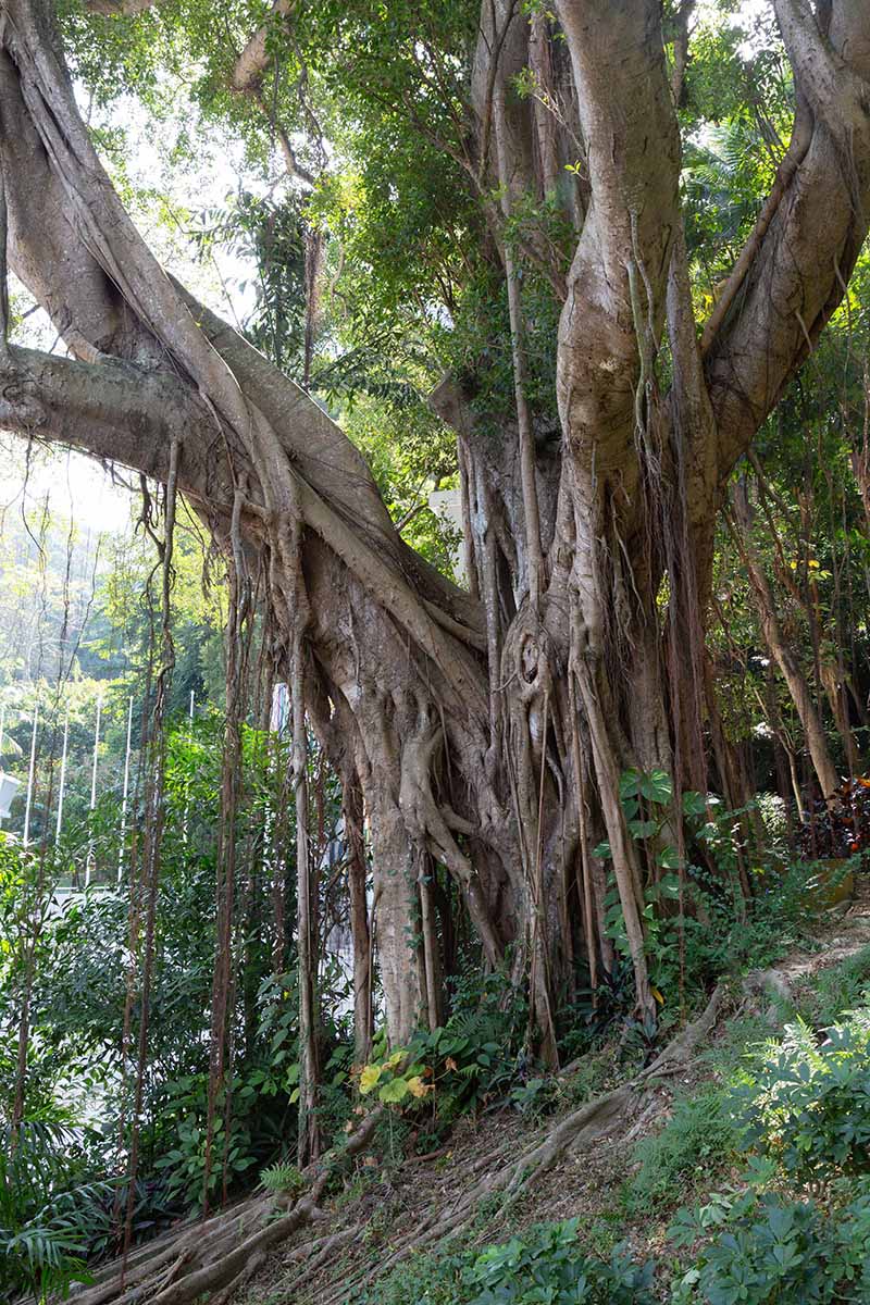 A vertical shot of a large ginseng ficus banyan tree growing in a forest surrounded by shrubbery.