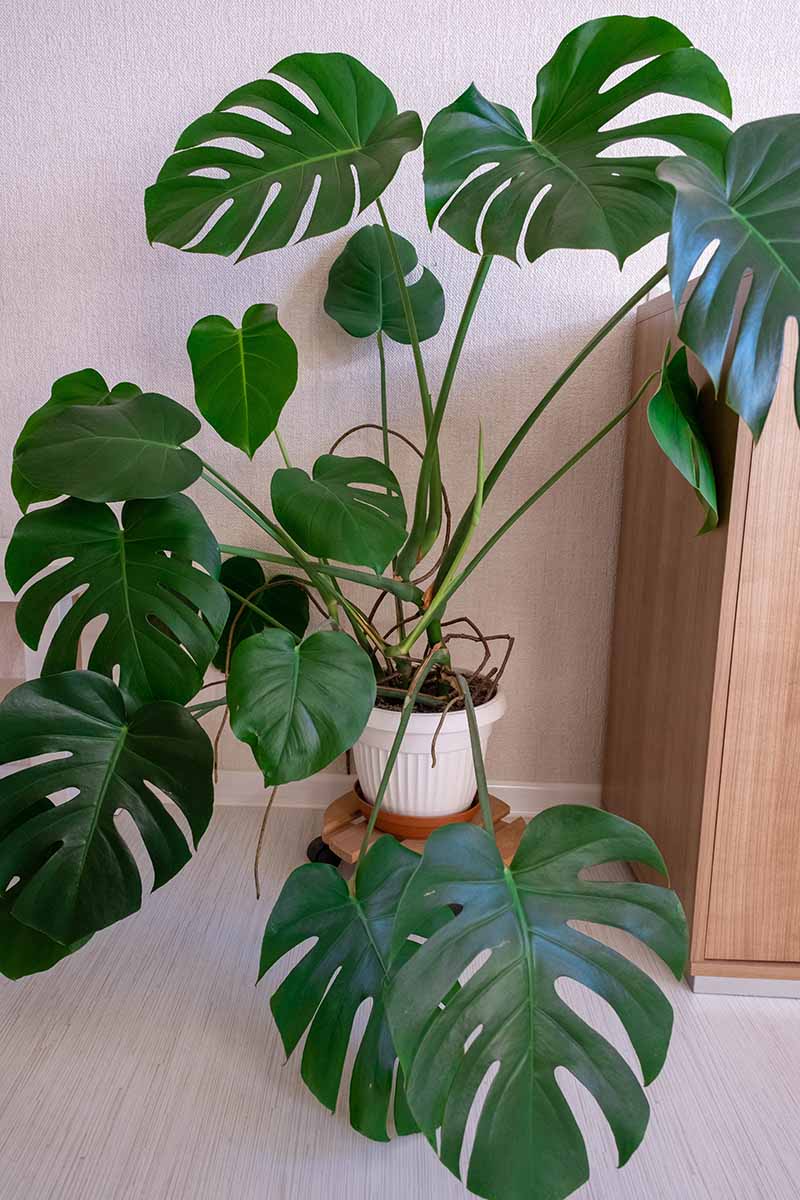 A close up vertical image of a large monstera plant growing in a small white pot that needs to be upgraded, set on the ground indoors.