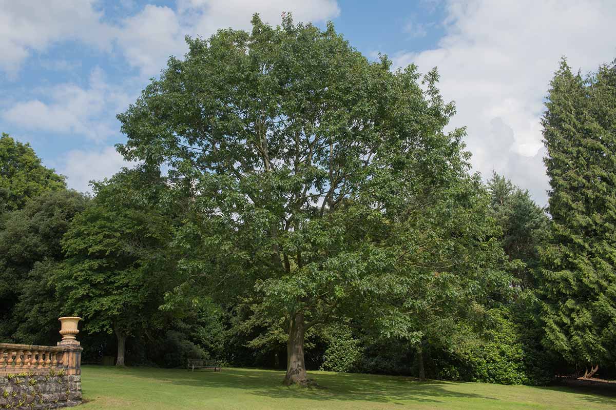 A horizontal image of a mature red oak (Quercus rubra) tree growing in a country garden.
