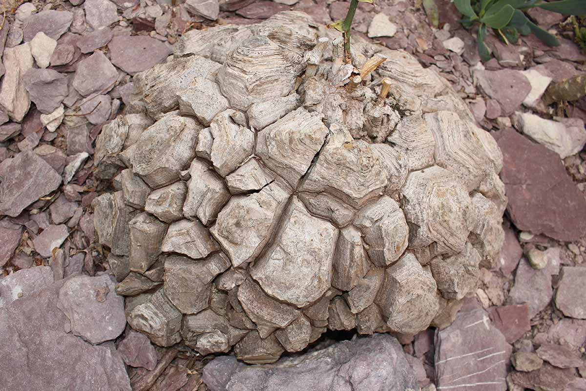 A horizontal overhead image of a large Dioscorea elephantipes caudex growing from the rocky ground outdoors.