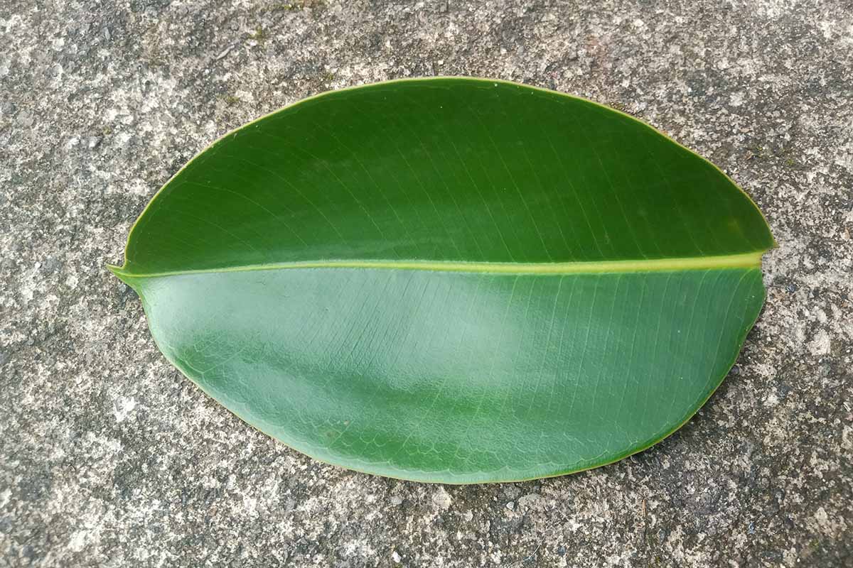 A horizontal shot of a lone rubber tree leaf lying horizontally on a concrete background.