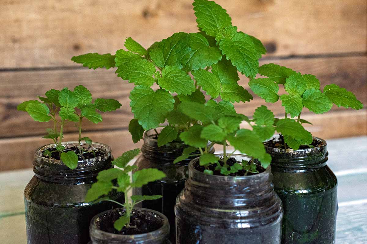 A horizontal shot of green Mellissa officinalis cuttings growing in glass jars in front of a wooden background indoors.