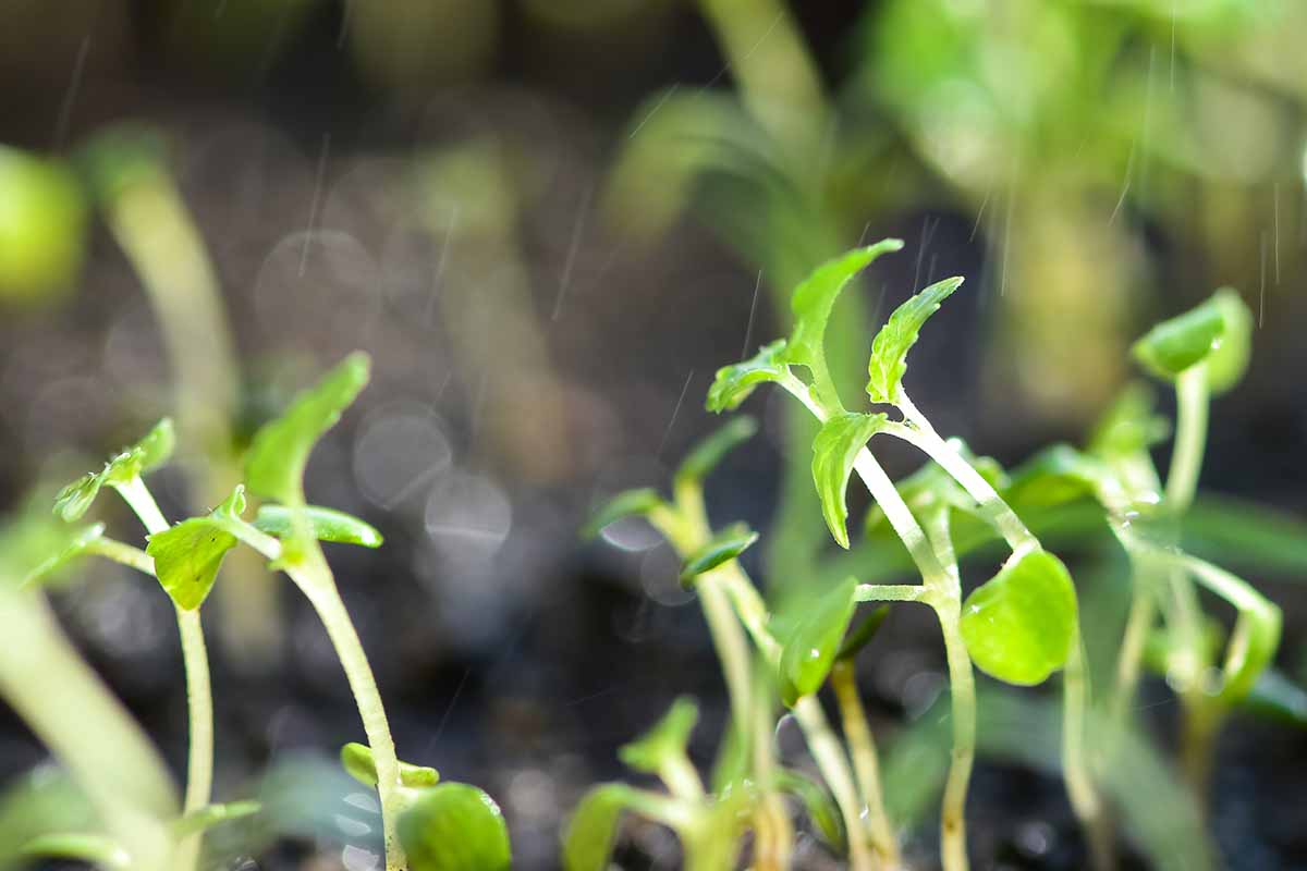 A horizontal shot of young lemon balm shoots being gently watered from above on an apartment windowsill.